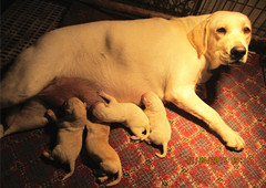 魔霸与安迪后代16年11月4日出生2公2母，欢迎预定。