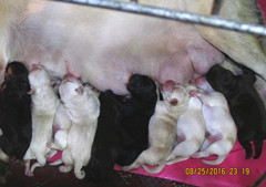 罗宾与拉菲后代8月25日出生6公4母。欢迎预定。