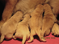 魔霸与格兰后代16年1月21日出生2公2母。欢迎预定。