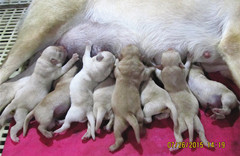 魔霸与格兰后代7月26日出生7公1母，欢迎预定。
