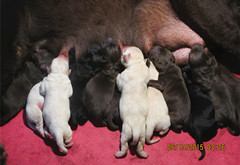 魔霸与英拉后代6月13日出生7公4母，属于登录冠军后代，欢迎预定。
